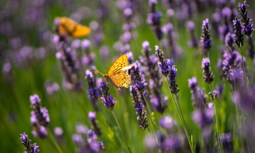 Transformationsreise für Paare